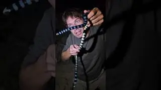 Blue Sea Krait! Venomous!