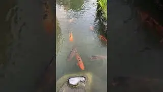 Fish / Nature/ Japanese garden / Argentina / Latin America 🩵