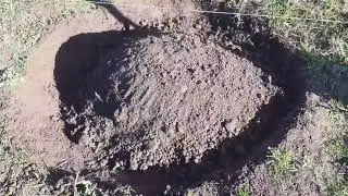 Укриття однорічних кущиків винограду.