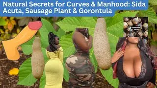 Natural Secrets for Curves & Manhood: Sida Acuta, Sausage Plant & Gorontula