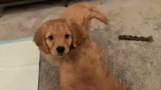 Sunshine and Bennett's Puppies - Head Scritches and Chew Toys