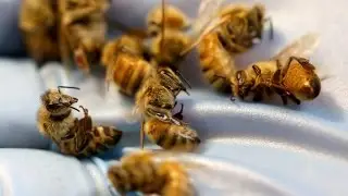 A new honey bee infection transmitted by Varroa mites?