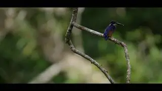 Azure Kingfisher