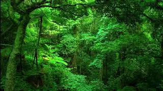 Direct Record Bird sound Relaxing -  Nature Bird Chirping, Bird Singing Sound. Nature Relaxing.