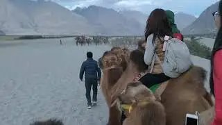 Camel Ride at Hunder Nubra Valley Leh Ladakh