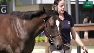 Lot 527 Russian Revolution x Cheyenne Sue colt - Shane Nichols Racing