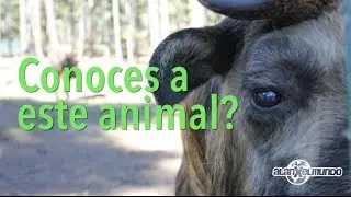 Habías visto a este animal antes? - Bután #2