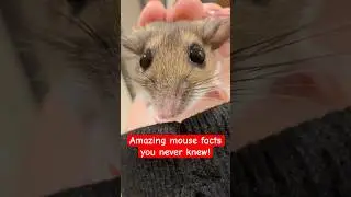 Amazing mouse facts you never knew!