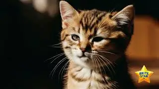 Brite Star Ranch New Arrivals-Baby Kittens Arrive
