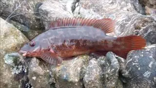 ballycastle sea fishing video