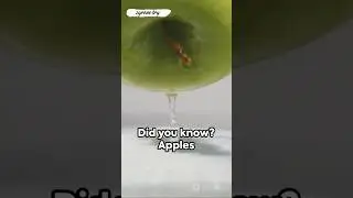 Floating Apples: A Fun Science Fact