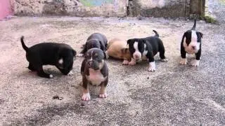 Kingpinline Pitbull Bully Video by Guadalupe