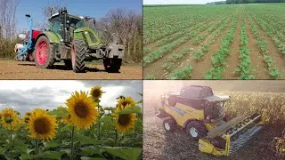 Le tournesol, du semis jusqu'à la moisson