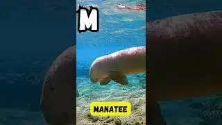 ABC Sea Animals 🌊 A to Z Ocean Creatures Song for Kids | Fun Underwater Learning | UZR Kids