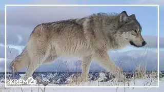 Center for Biological Diversity intends to sue US Fish and Wildlife Service over gray wolf recovery