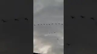 Moon, Migratory birds, Dove on a cold November Morning Short