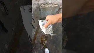 Fishing for Seabream: An Enjoyable Hobby for Ocean Adventure Enthusiasts #fishing #بحر  #fish #video