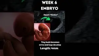 Amazing 😍Pregnancy 6 week embryo 3D animation and ultrasound  #pregnancy  #ultrasound #sonography
