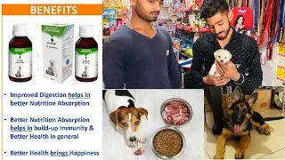 Long and Happy Life - The Importance of Digestive Enzymes Health for Dogs and Cats. BholaShola.