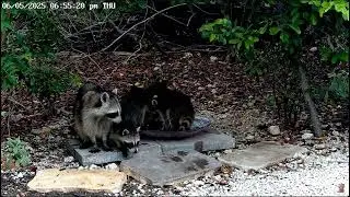 Baby Raccoons!