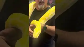 Encounter with a albino python