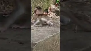 OMG! Baby monkey fall down