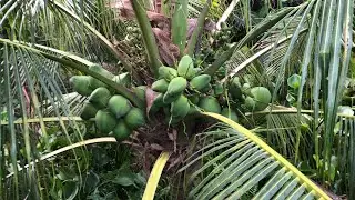 Xiêm lục vào mùa mưa