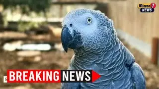 Profanity-Prone Parrots: A Feathery Fiasco in Lincolnshire Wildlife Park