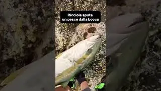 Incredible #fishing #salento # #bluefish #spinning #ricciola #amberjack #memes #lightspinning