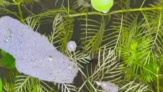 AFRICAN DWARF FROGS 18: Feeding Live Baby Brine Shrimp