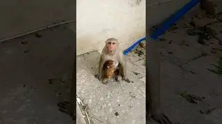monkey eat coconut #monkeyvideo #bandar #monkey