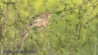 Common babbler (Argya caudata) - Babbler Bird - Indian Babbler Bird Videos