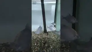 タナゴ紹介