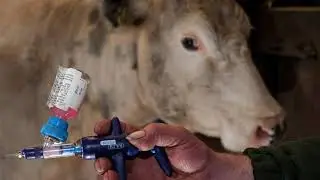 Clean Milk Production Practices//in Dzongkha//RLDC Kanglung