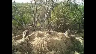 Malleefowl hatching from mound