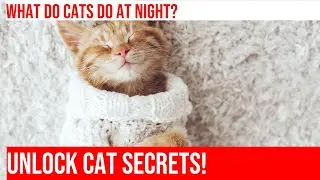 Uncovering the Secrets Behind Cats' Mysterious Nighttime Rituals