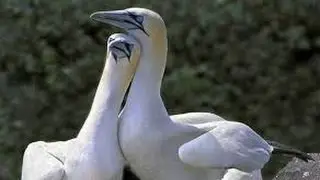 BBC News Bass Rock gannets at risk from wind farms, say experts