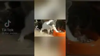 КОТЁНОК ЗВЕРЬ