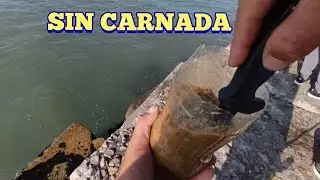 PESCA SIN CARNADA! LA MEJOR CARNADA PARA PESCAR LENGUADO TE MUESTRO COMO PESCARLA!