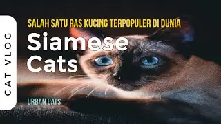 Kucing Siamese, Kucing Bangsawan Yang Jadi Salah Satu Ras Kucing Paling Populer Di Dunia
