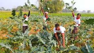 Farm fresh Broccoli recipe with big fish | মাঠের টাটকা ব্রকলি তুলে মাছ দিয়ে রান্না |villfood Kitchen