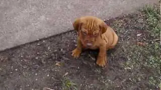 Magyar vizsla k&ouml;lyk&ouml;k
