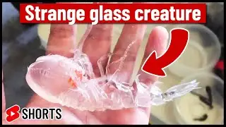 Strange glass creature found in sea!