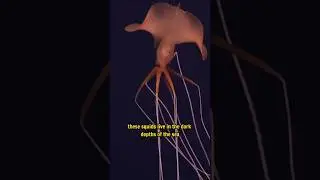 Magnapinna Squid: Deep Sea Mystery Unveiled!