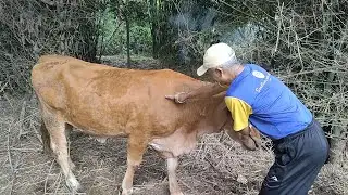PENANGANAN PERTAMA  SAPI BENTOL-BENTOL TERKENA PENYAKIT LUMPY SKIN DISEASE (LSD)