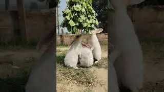 Rabbit ||Bunny Blissful #bunnyeating #rabbit #healthyrabbitmeat #petrabbitcare #bunny #yourbunny
