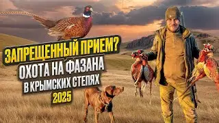 ЗАПРЕЩЕННЫЙ ПРИЕМ?Охота на ФАЗАНА в Крымских степях 2025.