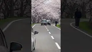 JAPAN SAKURA TUNNEL#japan spring