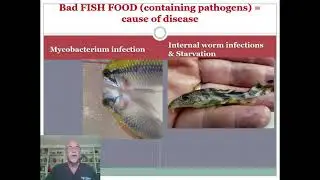 Causes and prevention of fish diseases: introduction