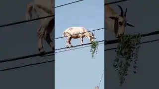 Goat Walking on Electric Wires 😱? Dangerous Funny Moment